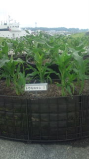 イメージ 7